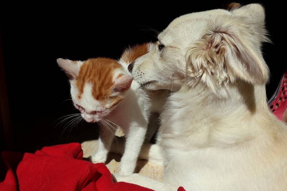 cat-and-dog-493629_960_720-1