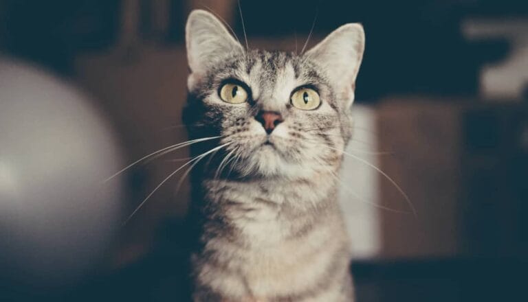 世界で最も成功したミュージカル！「キャッツ」に隠された人気の秘密！