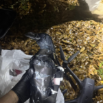 ドローンでカラスを投下、空気砲で薬物発射…米刑務所の密輸手口が想像以上だった