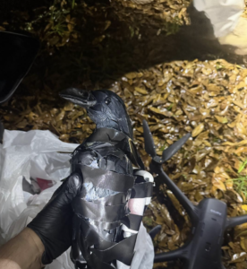 カラスの模型の写真